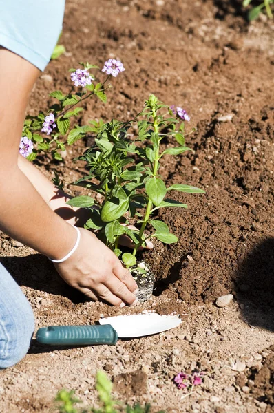 Planting a flower garden — Stock Photo, Image
