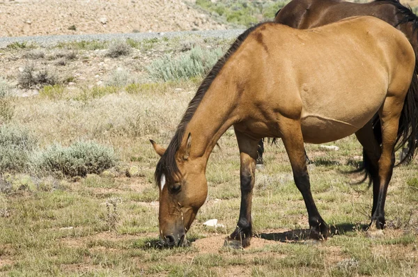Mustangs da montanha Pryor — Fotografia de Stock