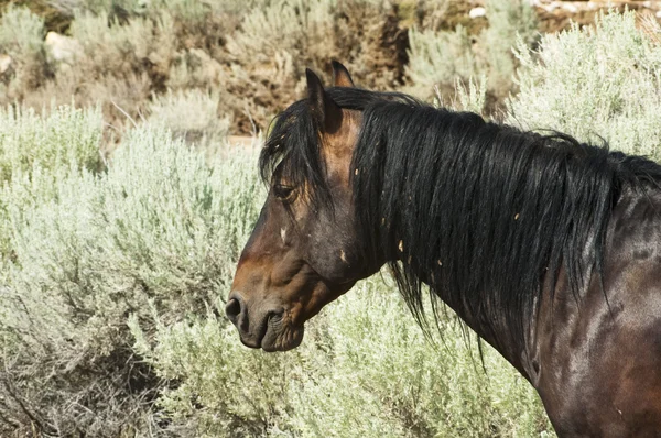 Garanhão Mustang — Fotografia de Stock