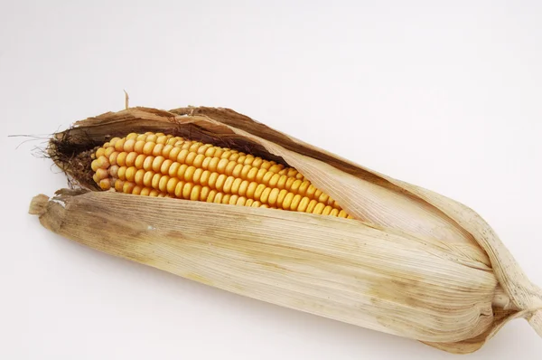 玉米 2 — 图库照片