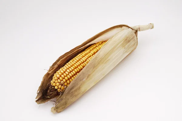 Kukurydza 1 — Zdjęcie stockowe