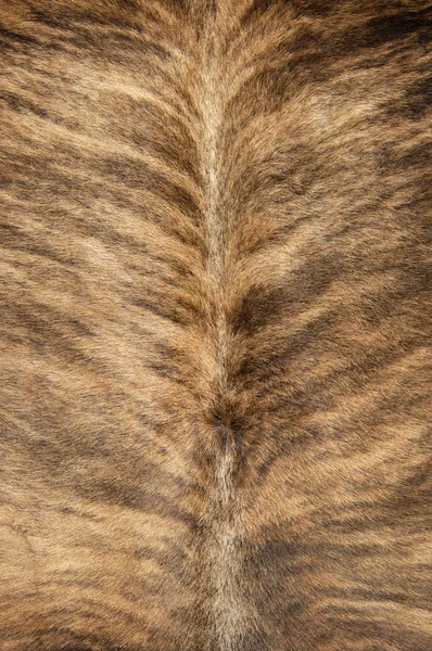 Cowhide — Stock Photo, Image