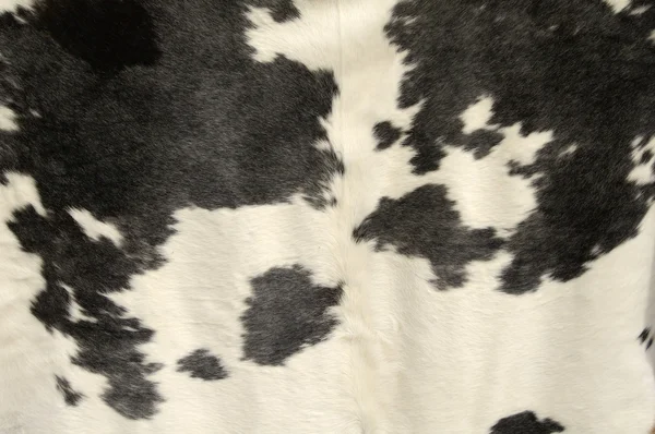 Δέρμα αγελάδας — Φωτογραφία Αρχείου