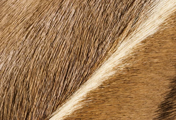 Texture della pelliccia — Foto Stock