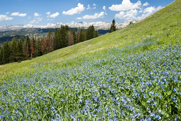 Alpine wildflower landscape — ストック写真