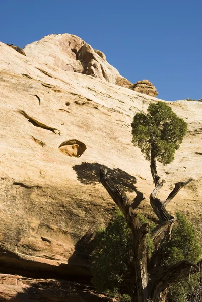 Sandstone wall and juniper tree — Stock Photo, Image