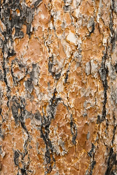 Ponderosa Pine Bark — Stock Photo, Image