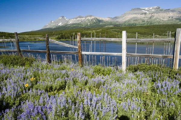 Kwiaty w parku narodowym glacier — Zdjęcie stockowe
