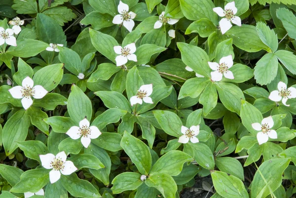 stock image Wildflowers in Glacier National Park