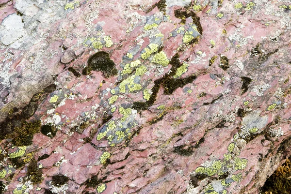 Lichen on pink rock — Stock Photo, Image