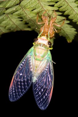 Cicada clipart