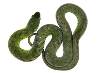 Velvety swamp snake clipart