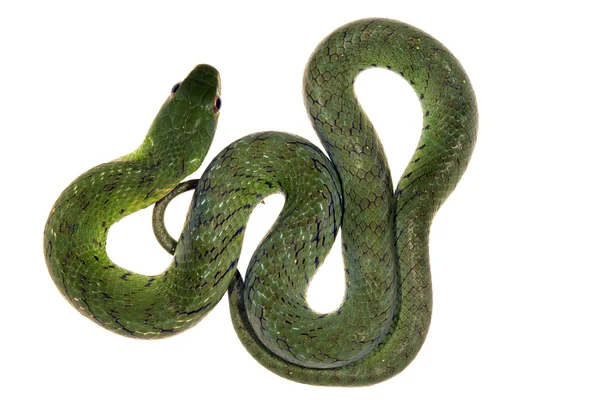 天鹅绒般的沼泽蛇 — 图库照片