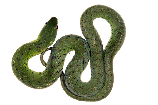 Бархатистая болотная змея
