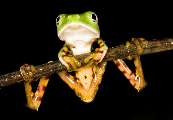 Frog Royalty Free Stock Photos