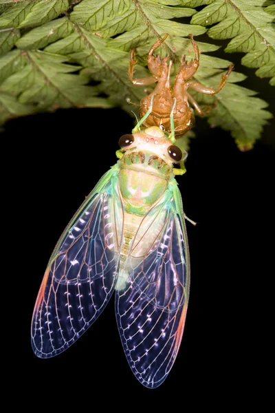 Cicade Stockafbeelding