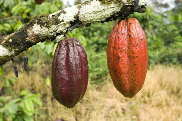 Kakaokapsler (Theobroma cacao) som henger fra hverandre stockbilde
