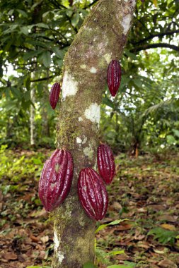 Cocoa tree clipart