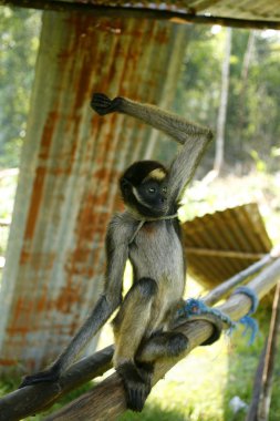 Spider monkey clipart