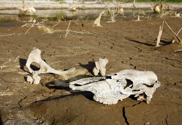 stock image Animal bone