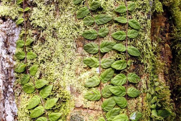 熱帯雨林の植物 — ストック写真