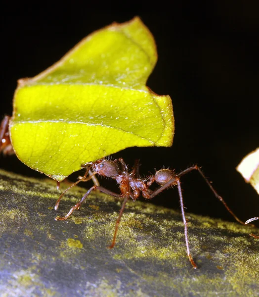 잎 절단기 개미 — 스톡 사진