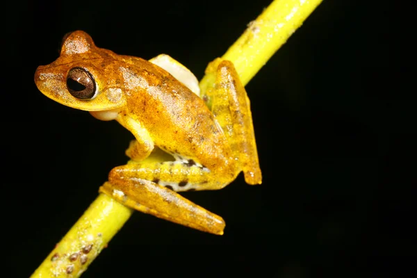 Treefrog — Stok fotoğraf