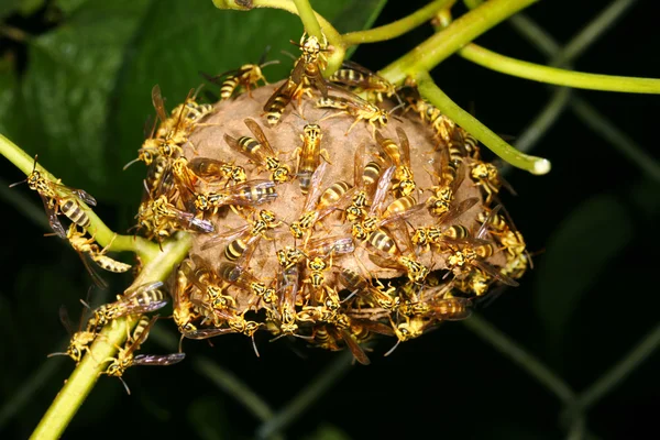 Wasp nest — Stock Photo, Image