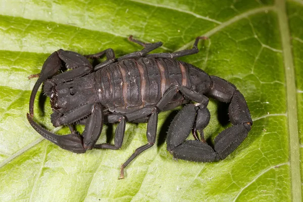 Skorpioni kuvapankin valokuva
