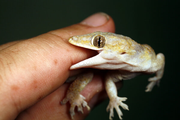 Gecko Stock Picture