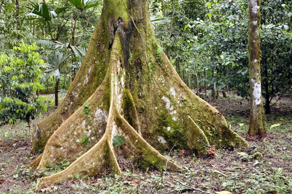 Amazonasbaum lizenzfreie Stockbilder