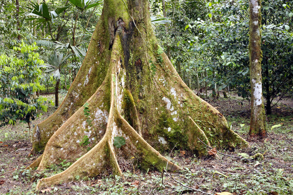Amazonian Tree Royalty Free Stock Images