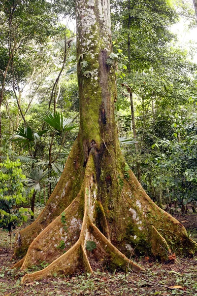 Amazonasbaum lizenzfreie Stockfotos