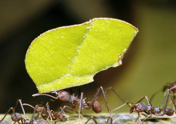 葉カッターの蟻 ロイヤリティフリーのストック写真