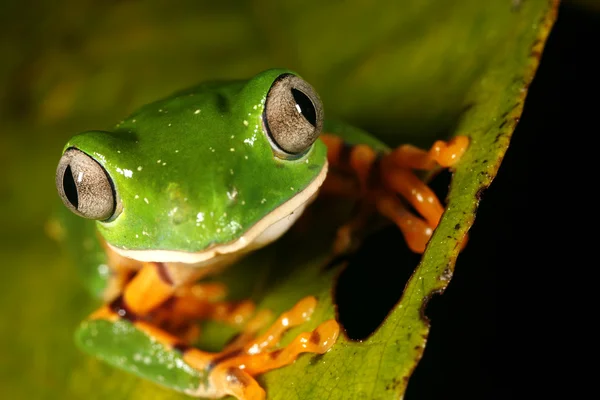 Monkey Frog Stock Picture
