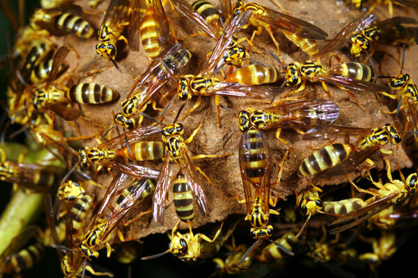 Wasp nest Royalty Free Stock Images