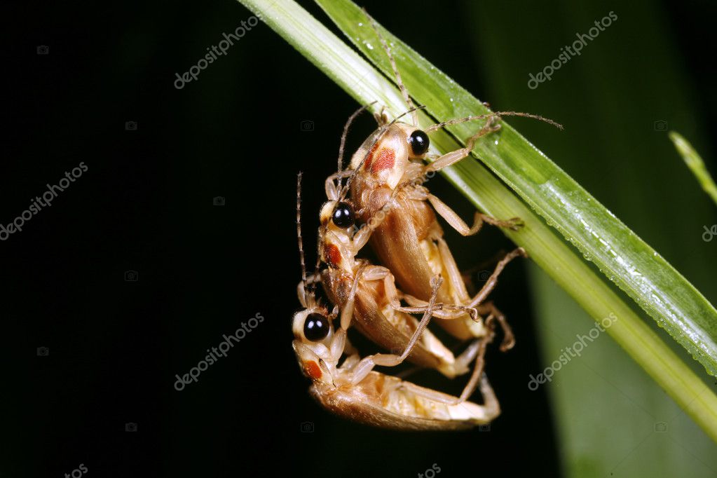 atelopus