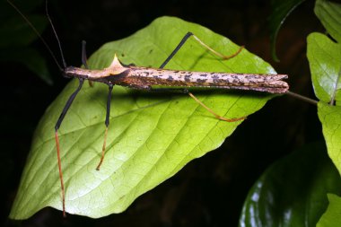 Stick insect clipart