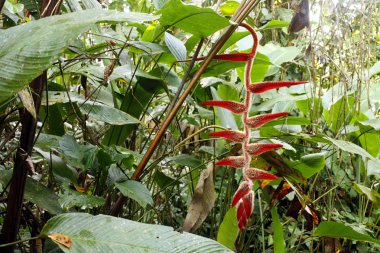 heliconia