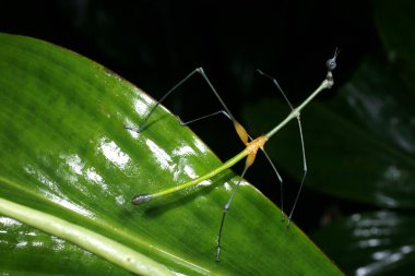 Stick grasshopper clipart