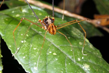 Harvestman clipart