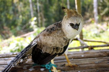 Harpy Eagle clipart