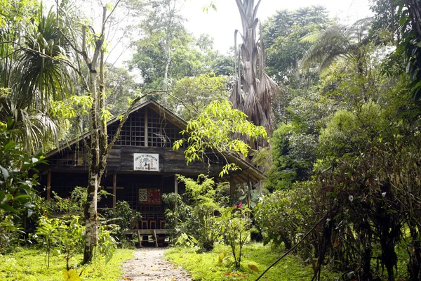 stock image Rainforest