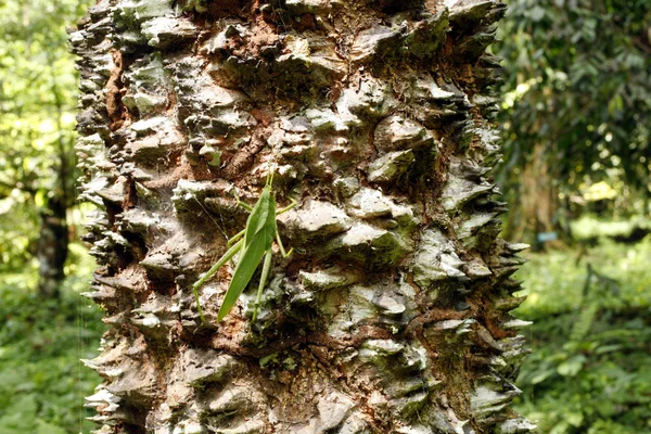 熱帯雨林の木 — ストック写真