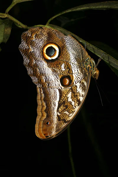 Stock image Roosting butterfly