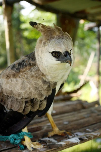 นกอินทรีฮาร์ปี้ — ภาพถ่ายสต็อก
