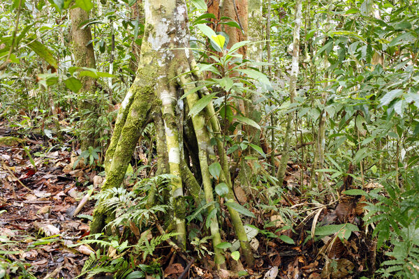 Rainforest tree Stock Photo