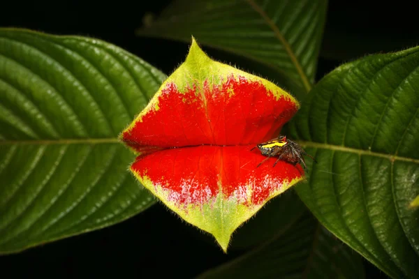 Pflanze mit heißen Lippen lizenzfreie Stockfotos