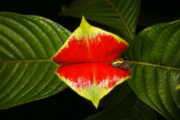 Hot lips plant Royalty Free Stock Images