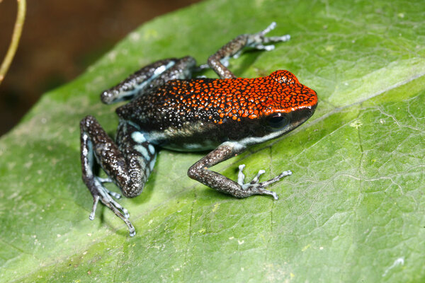 Poison frog Stock Photo